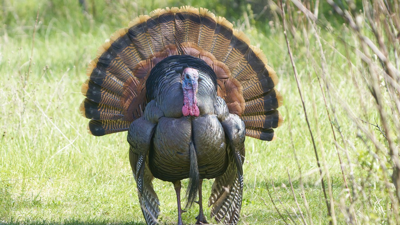 Wild turkey — Image Credit: Paul Danese - CC BY-SA 4.0/Wiki Commons