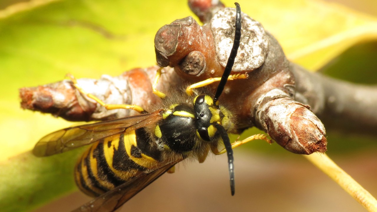 Hornets, wasps and bees — Image Credit: Katja Schulz from Washington, D. C., USA - CC BY 2.0/Wiki Commons