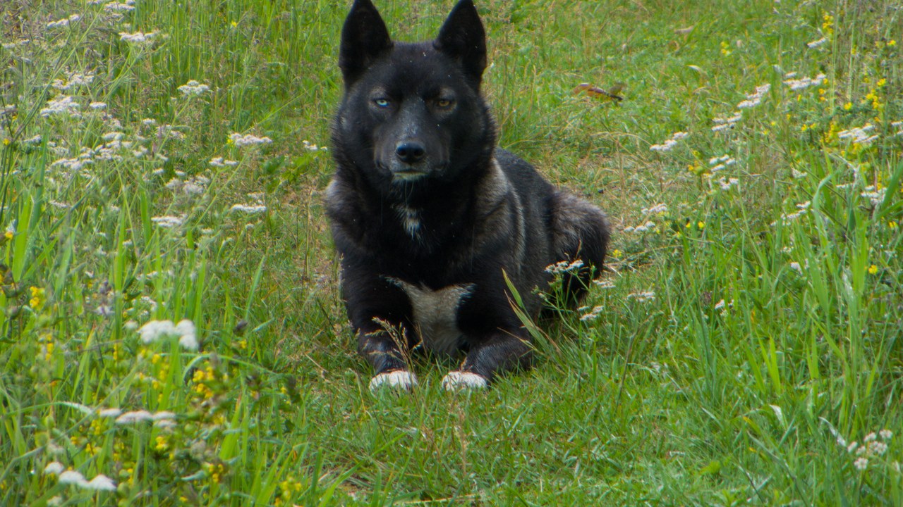 Dog — Image Credit: I13Robin - CC BY 4.0/Wiki Commons