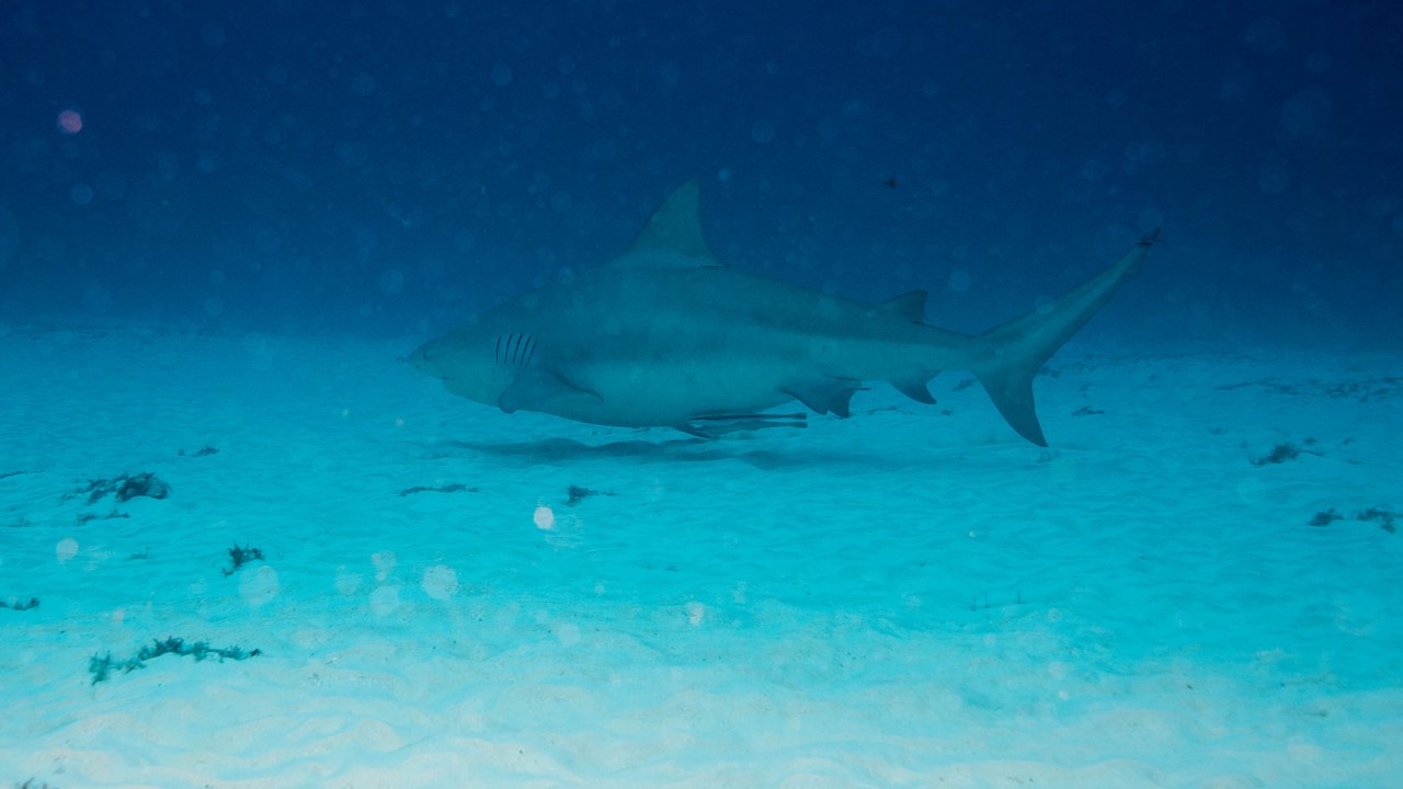 Shark — Image Credit: Ratha Grimes from Seattle, WA, United States - CC BY 2.0/Wiki Commons