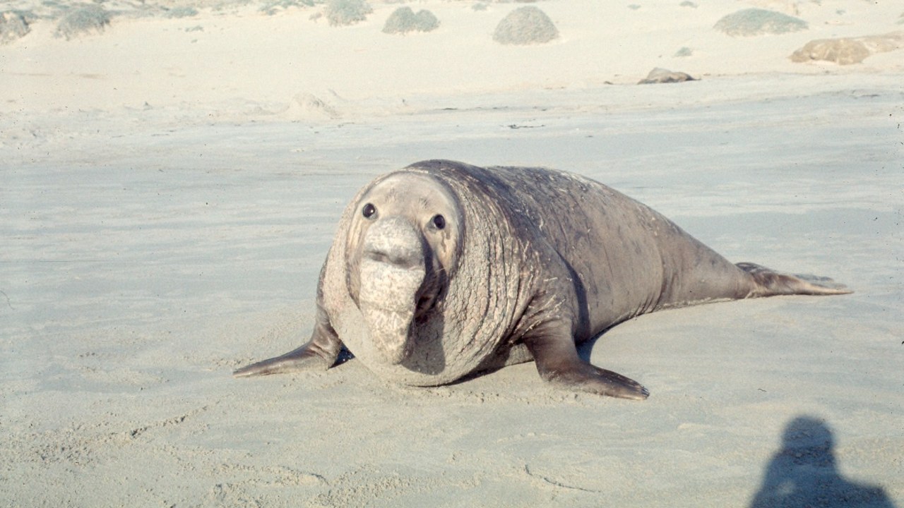 Northern elephant seal — Image Credit: Garst, Warren, 1922-2016, photographer - CC BY-SA 4.0/Wiki Commons
