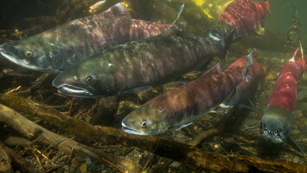 Sockeye salmon — Image Credit: USFWS Fish and Aquatic Conservation - Public domain/Wiki Commons