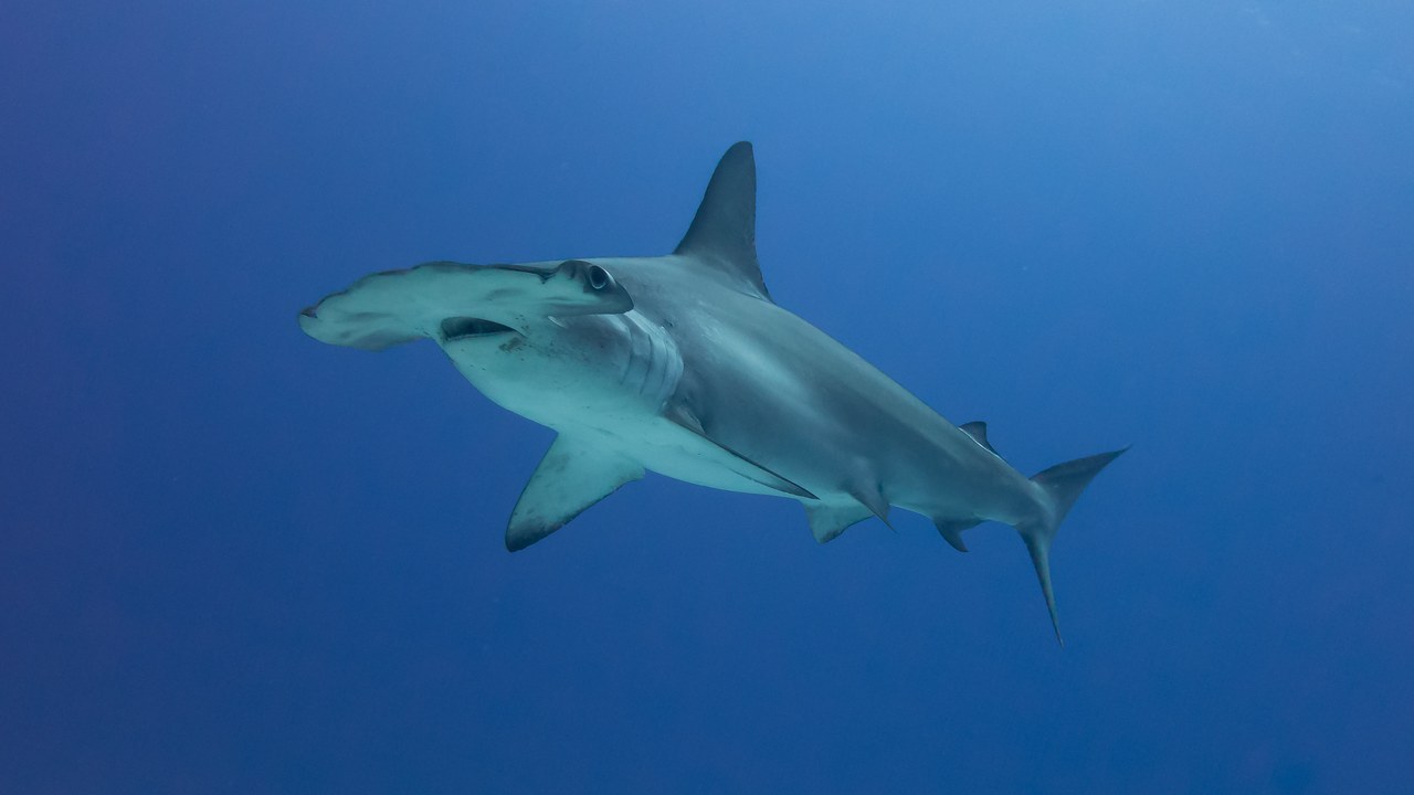 Hammerhead shark — Image Credit: Kris-Mikael Krister - CC BY 2.0/Wiki Commons