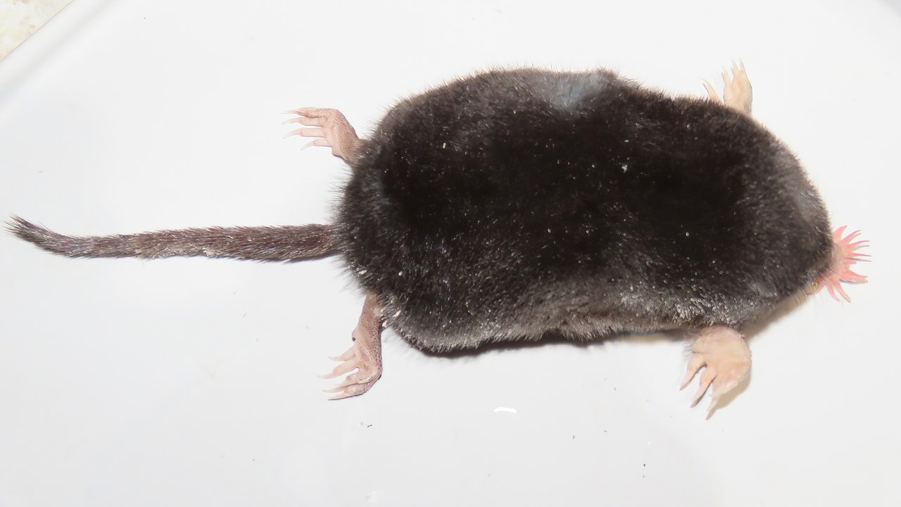 Star-nosed mole — Image Credit: Dan MacNeal - CC BY 4.0/Wiki Commons