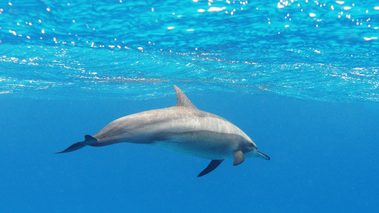 Spinner dolphin — Image Credit: Alexander Vasenin - CC BY-SA 3.0/Wiki Commons