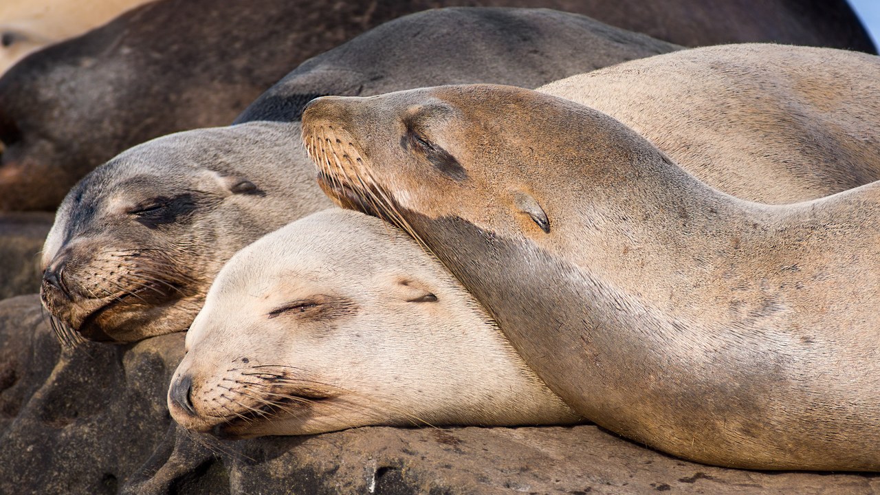 California sea lion — Image Credit: Rhododendrites - CC BY-SA 4.0/Wiki Commons