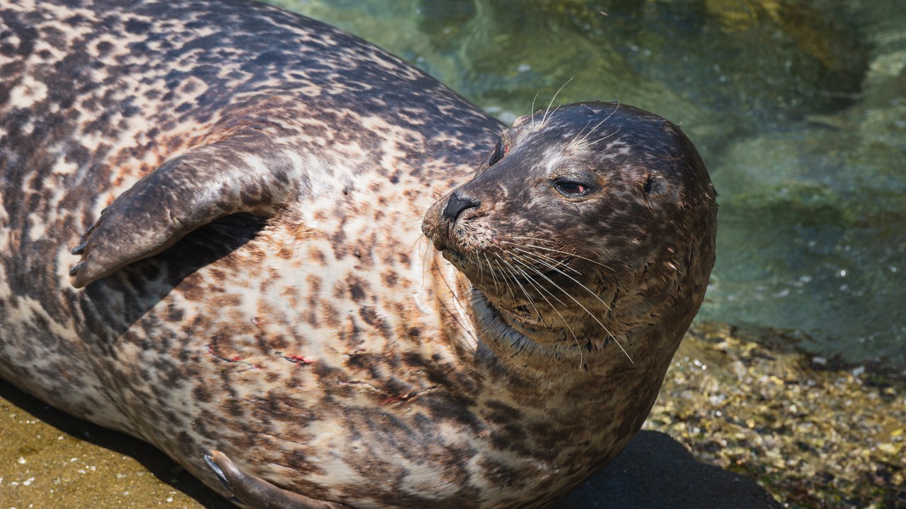 Harbor seal — Image Credit: Christian David - CC BY-SA 4.0/Wiki Commons