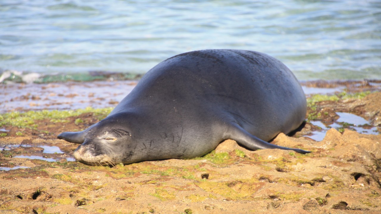 Hawaiian monk seal — Image Credit: dwegner - CC BY-SA 3.0/Wiki Commons