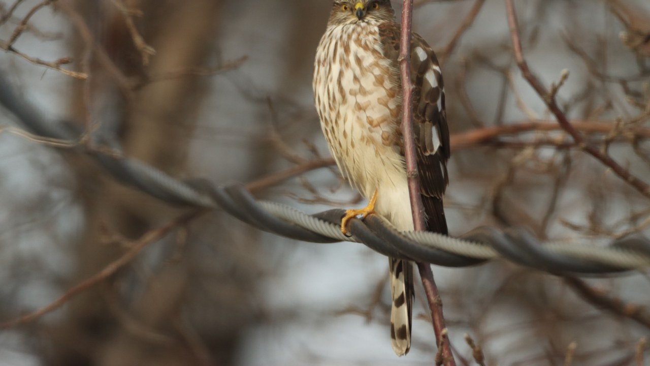 Sharp-shinned hawk — Image Credit: USFWS Mountain Prairie - Public domain/Wiki Commons