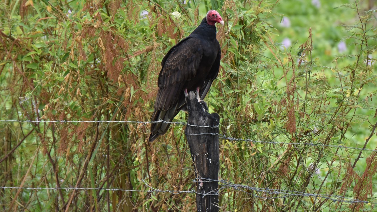 Turkey vulture — Image Credit: Bärbel Miemietz - CC BY-SA 4.0/Wiki Commons