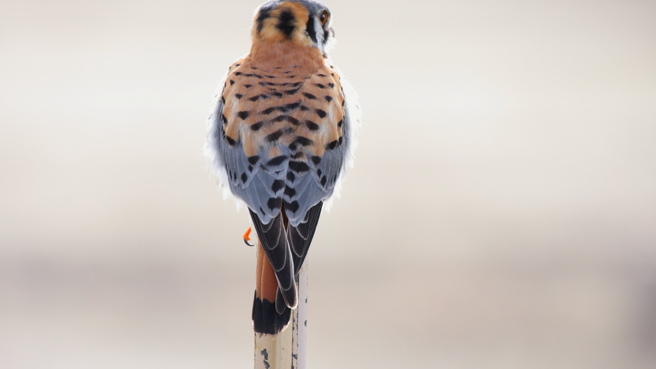 American kestrel — Image Credit: Dominic Sherony - CC BY-SA 2.0/Wiki Commons