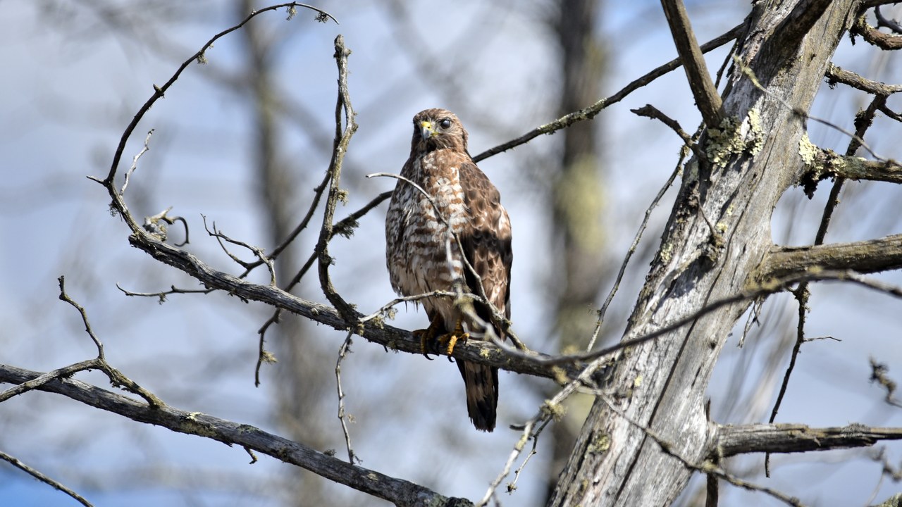 Broad-winged hawk — Image Credit: U.S. Fish and Wildlife Service - Midwest Region - Public domain/Wiki Commons