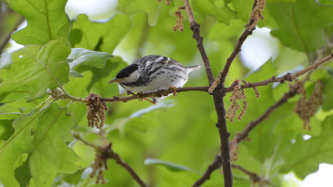 Blackpoll warbler — Image Credit: Andy Reago & Chrissy McClarren - CC BY 2.0/Wiki Commons