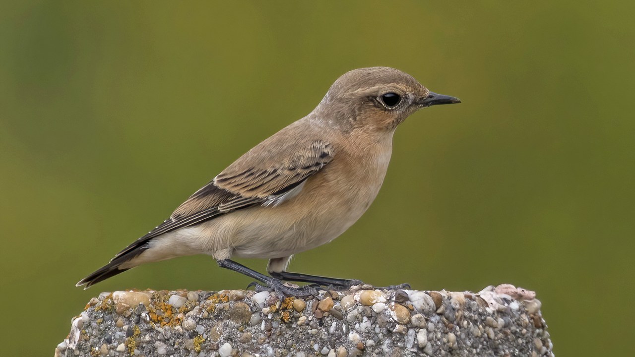 Northern wheatear — Image Credit: Charles J. Sharp - CC BY-SA 4.0/Wiki Commons