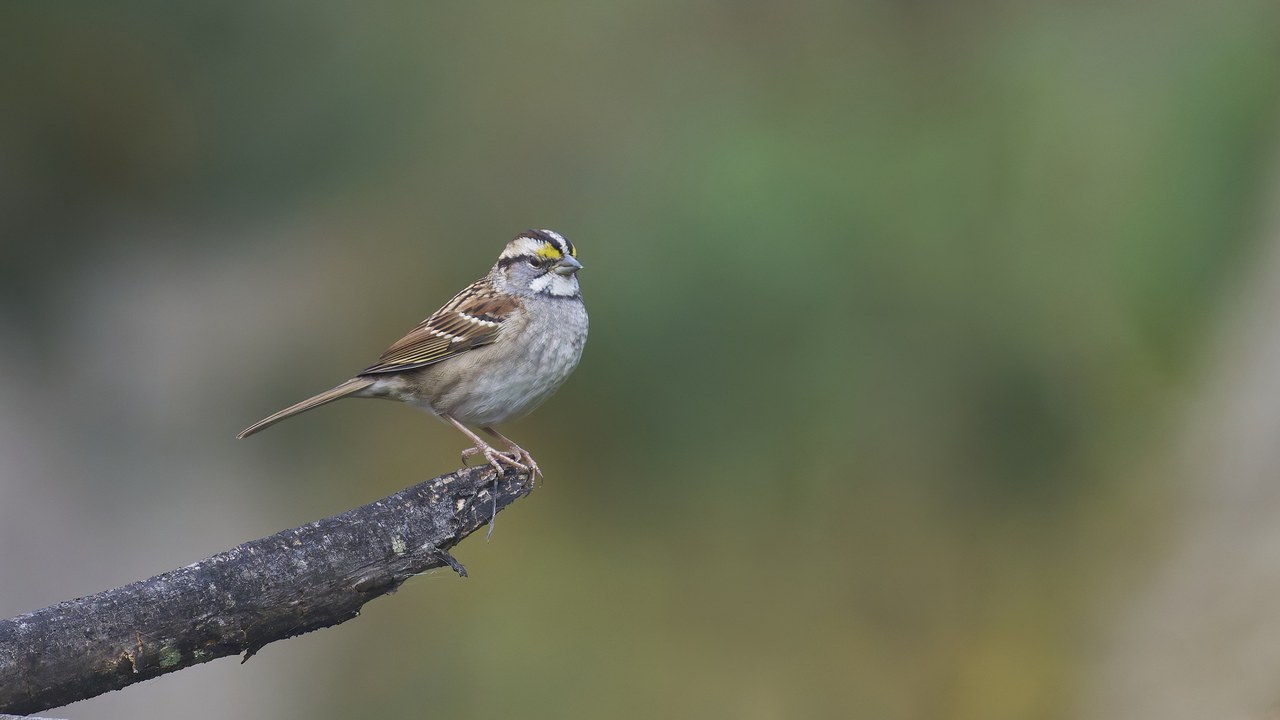 White-throated sparrow — Image Credit: Paul Danese - CC BY-SA 4.0/Wiki Commons