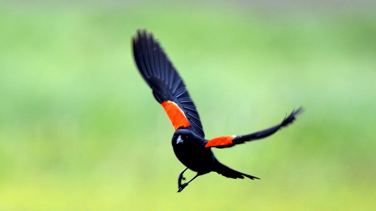 Red-winged blackbird — Image Credit: USFWS Mountain-Prairie - CC BY 2.0/Wiki Commons