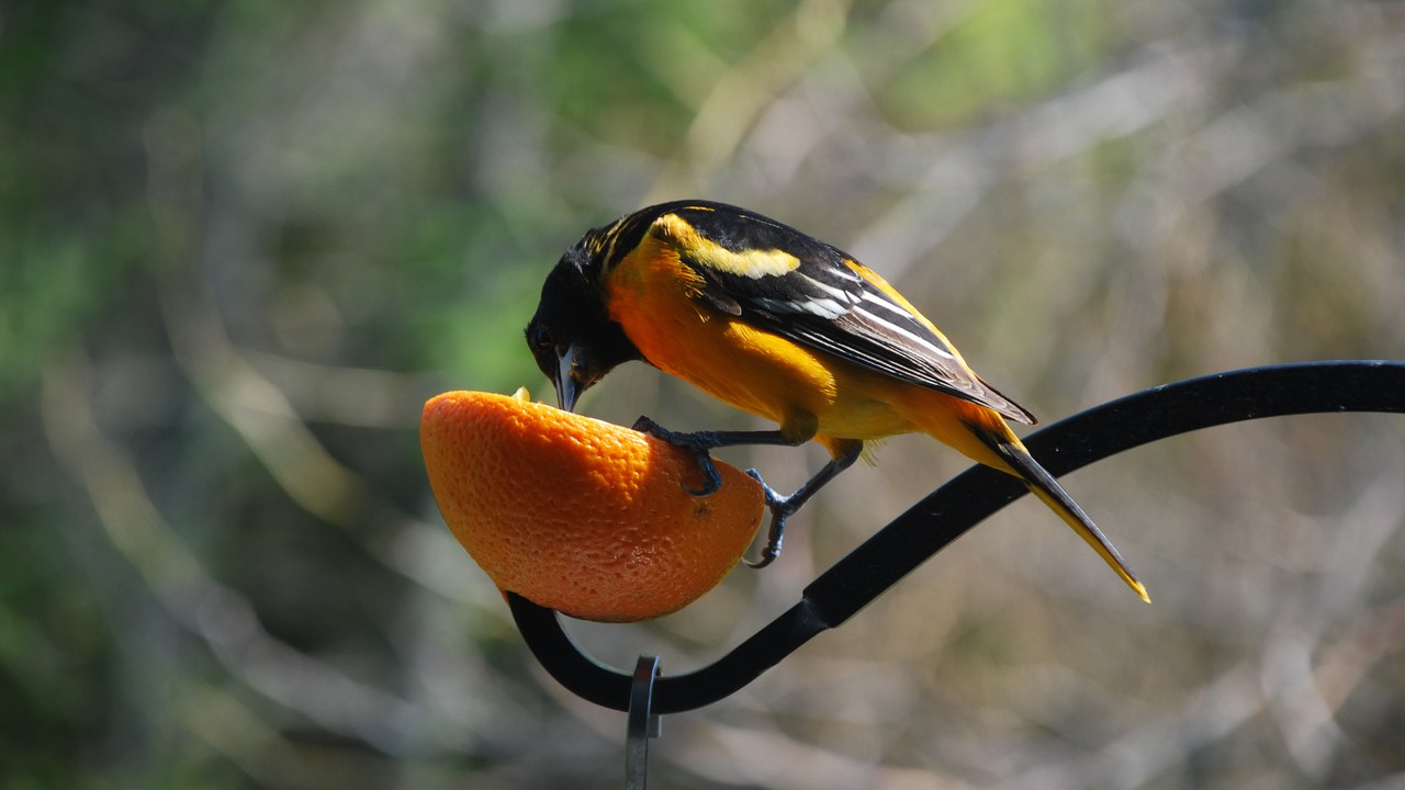 Baltimore oriole — Image Credit: Twofingered Typist - Public domain/Wiki Commons