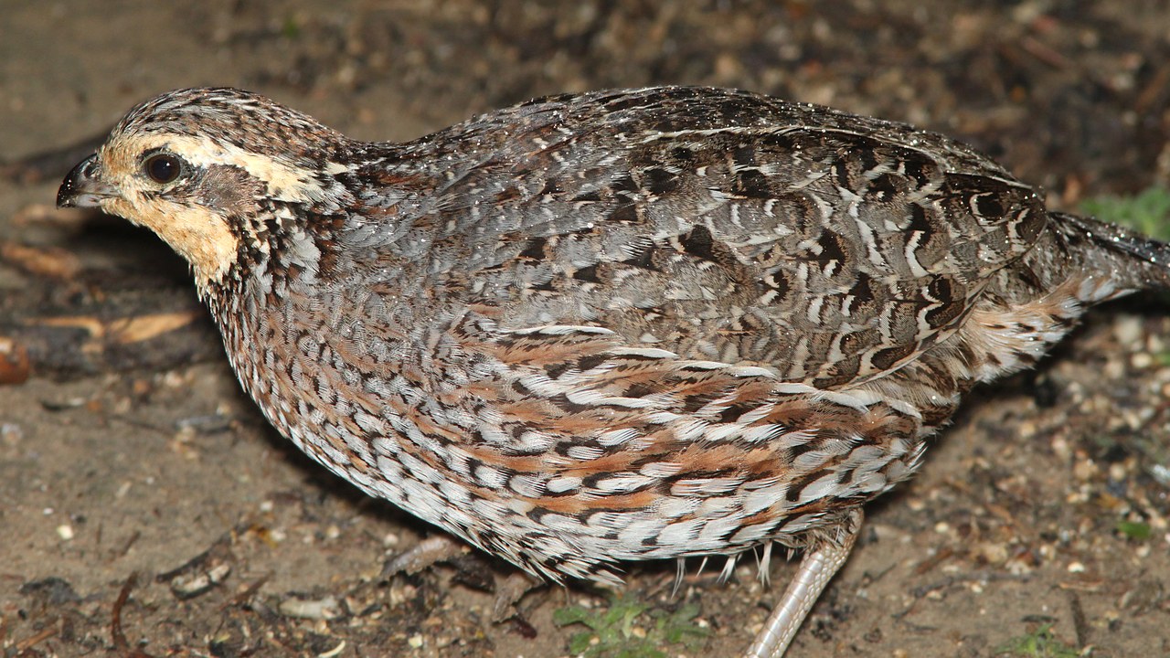 Northern bobwhite — Image Credit: ALAN SCHMIERER - CC0/Wiki Commons