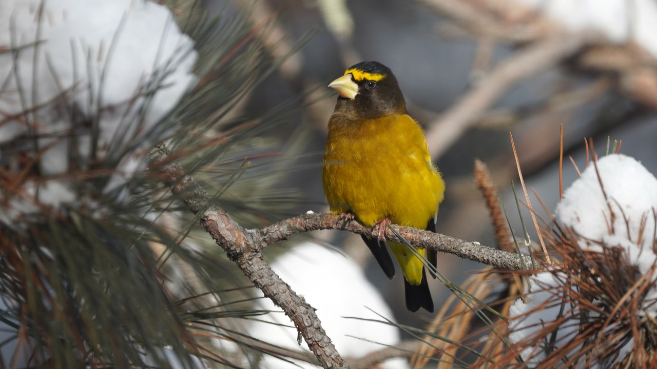 Evening grosbeak — Image Credit: U.S. Fish and Wildlife Service - Midwest Region - Public domain/Wiki Commons