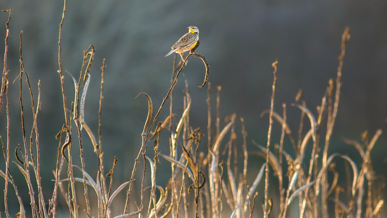 Eastern meadowlark — Image Credit: Melissa McMasters from Memphis, TN, United States - CC BY 2.0/Wiki Commons