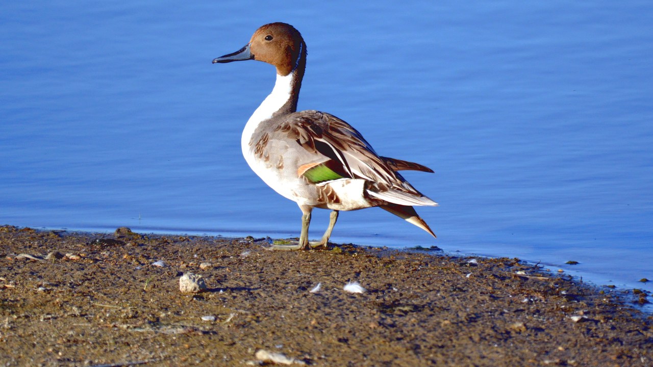 Northern pintail — Image Credit: USFWS Mountain-Prairie - CC BY 2.0/Wiki Commons