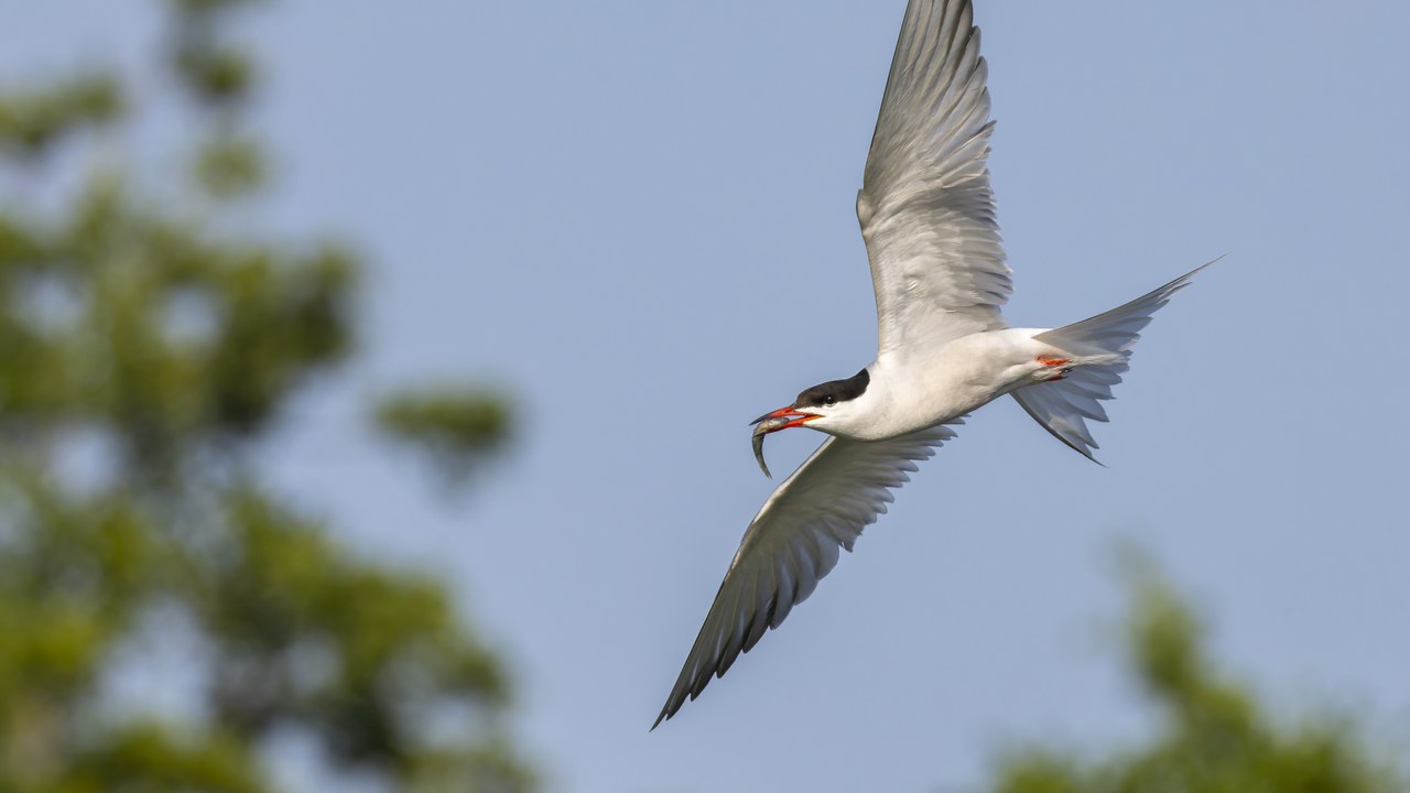 Common tern — Image Credit: Alexis Lours - CC BY 4.0/Wiki Commons
