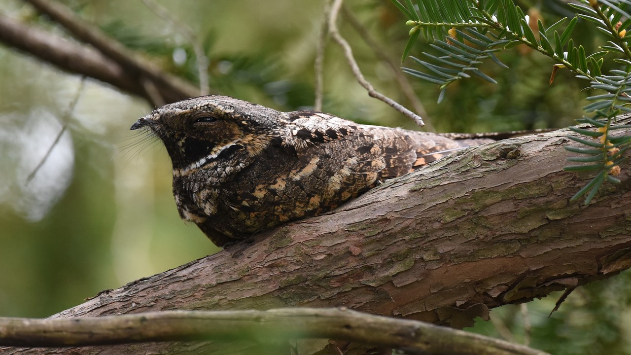 Eastern whip-poor-will — Image Credit: Wildreturn - CC BY 2.0/Wiki Commons