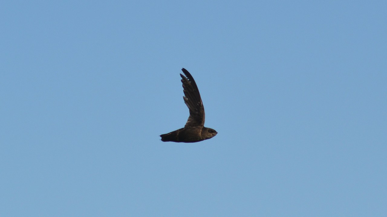Chimney swift — Image Credit: Andrew C - CC BY 2.0/Wiki Commons