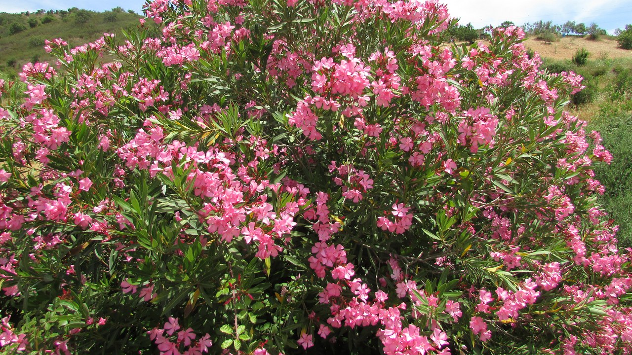 Oleander — Image Credit: Kolforn (Kolforn) I'd appreciate - CC BY-SA 4.0/Wiki Commons