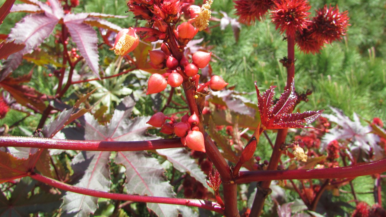 Castor bean — Image Credit: Kolforn (Kolforn) I'd appreciate - CC BY-SA 4.0/Wiki Commons