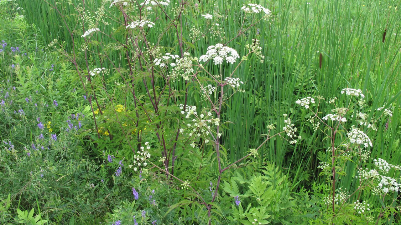 Water hemlock — Image Credit: Ayotte, Gilles, 1948 - CC BY-SA 4.0/Wiki Commons
