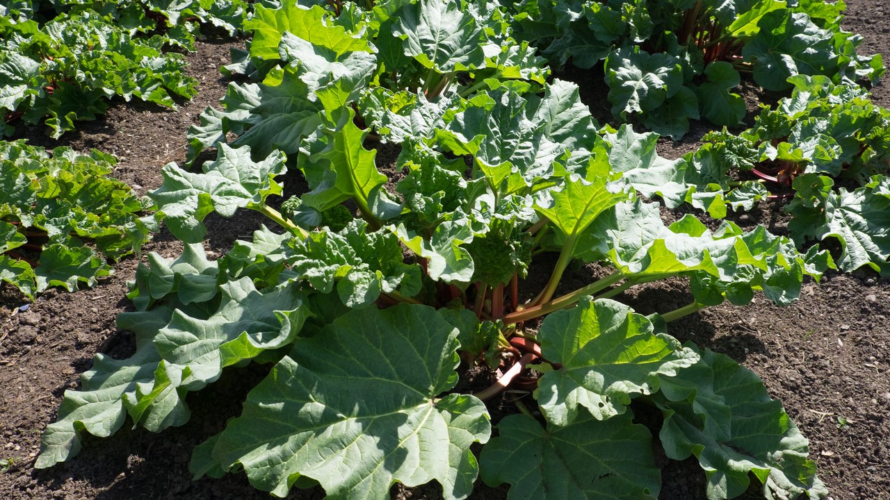 Rhubarb — Image Credit: DeFacto - CC BY-SA 4.0/Wiki Commons