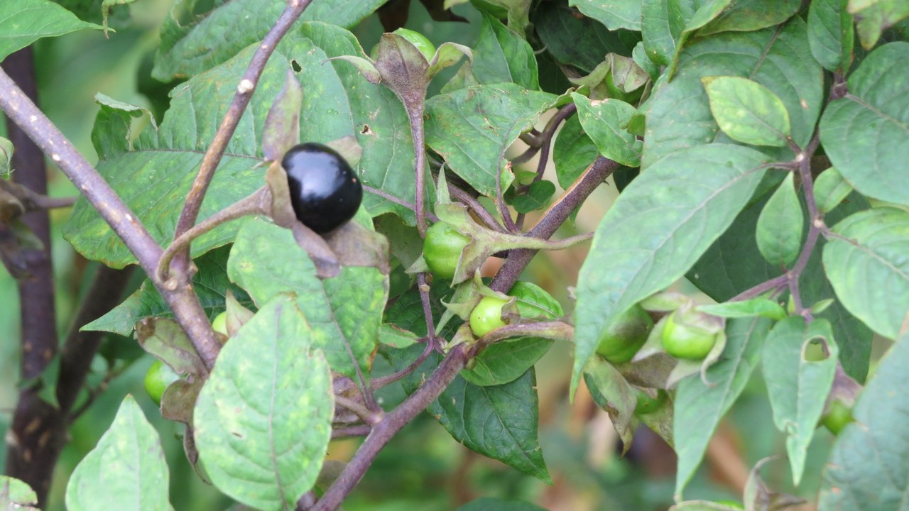 Deadly nightshade — Image Credit: GT1976 - CC BY-SA 4.0/Wiki Commons