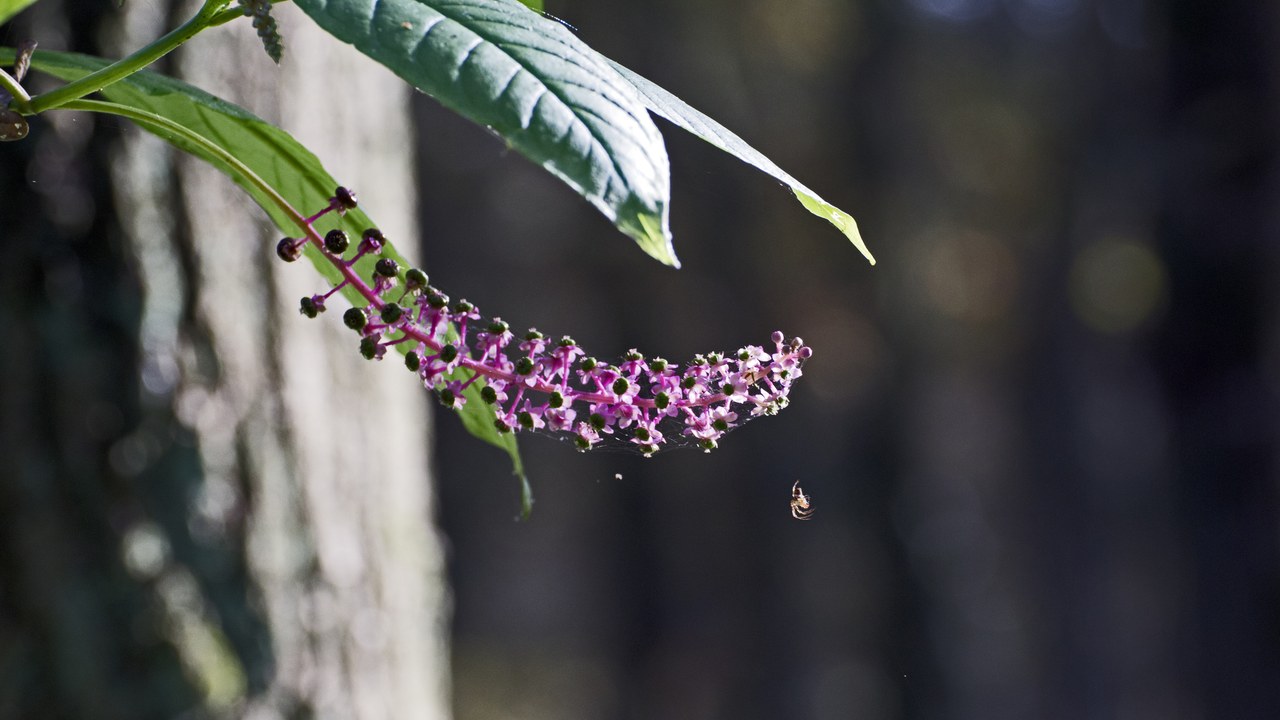Pokeweed — Image Credit: Jac - CC BY 2.0/Wiki Commons
