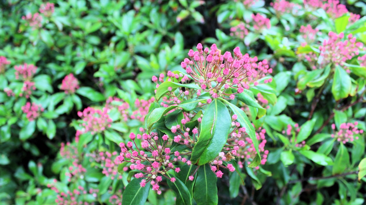 Mountain laurel — Image Credit: Dguendel - CC BY 3.0/Wiki Commons