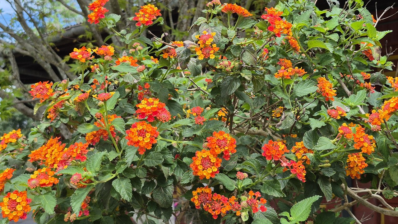Lantana — Image Credit: Bageense - CC BY-SA 4.0/Wiki Commons