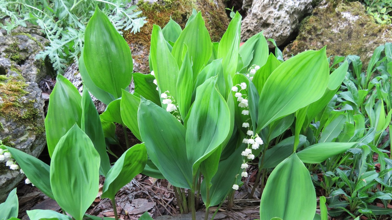 Lily of the valley — Image Credit: GT1976 - CC BY-SA 4.0/Wiki Commons
