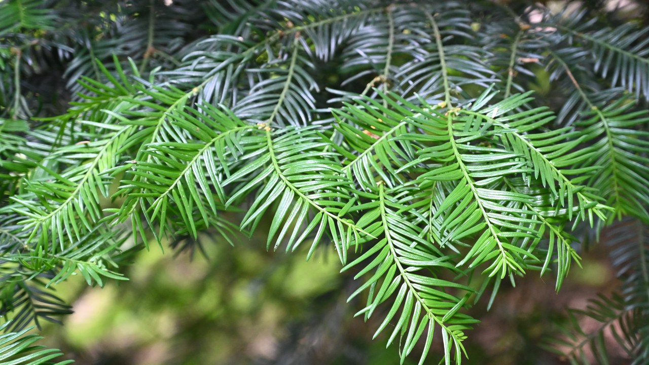 Yew — Image Credit: Agnieszka Kwiecień, Nova - CC BY-SA 4.0/Wiki Commons