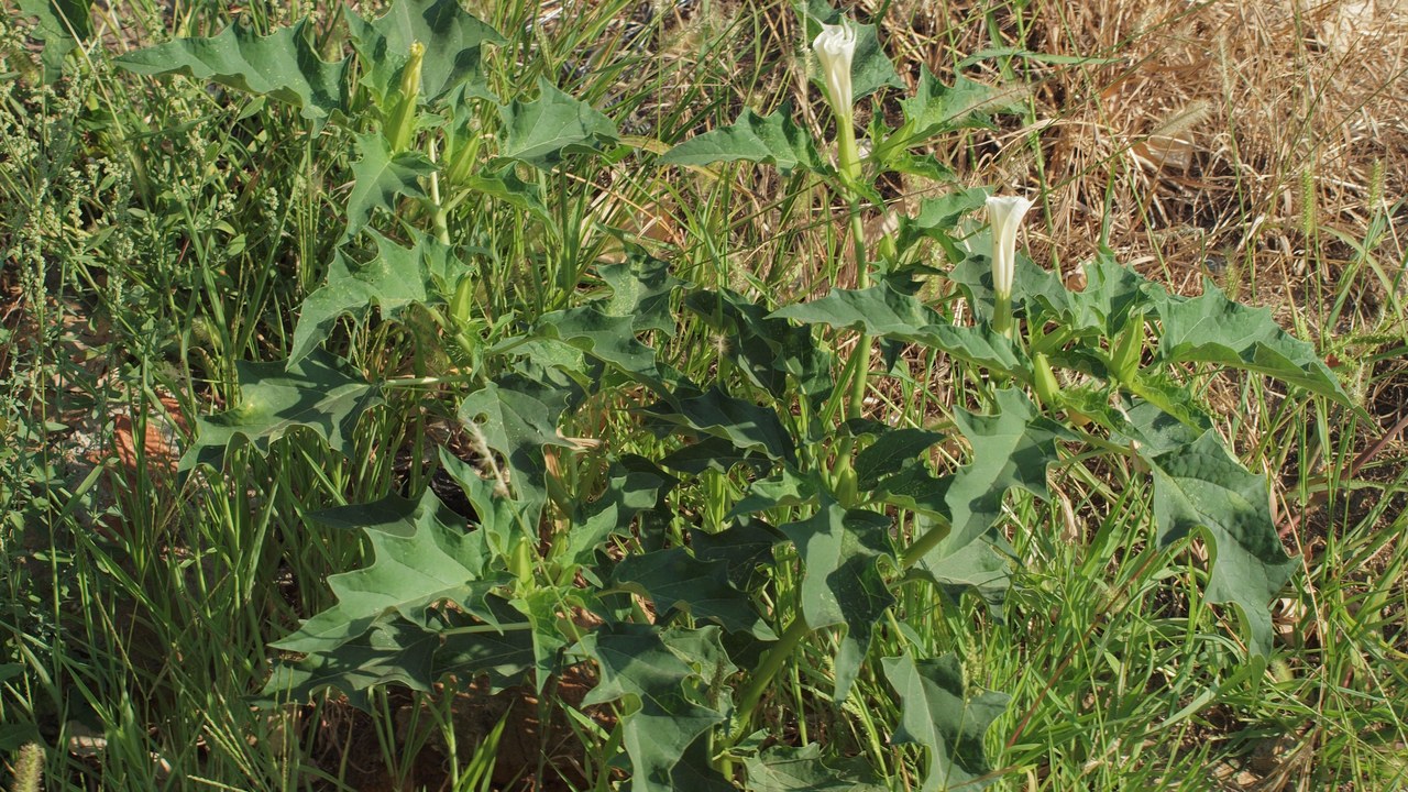 Jimsonweed — Image Credit: Luis Fernández García - CC BY-SA 4.0/Wiki Commons