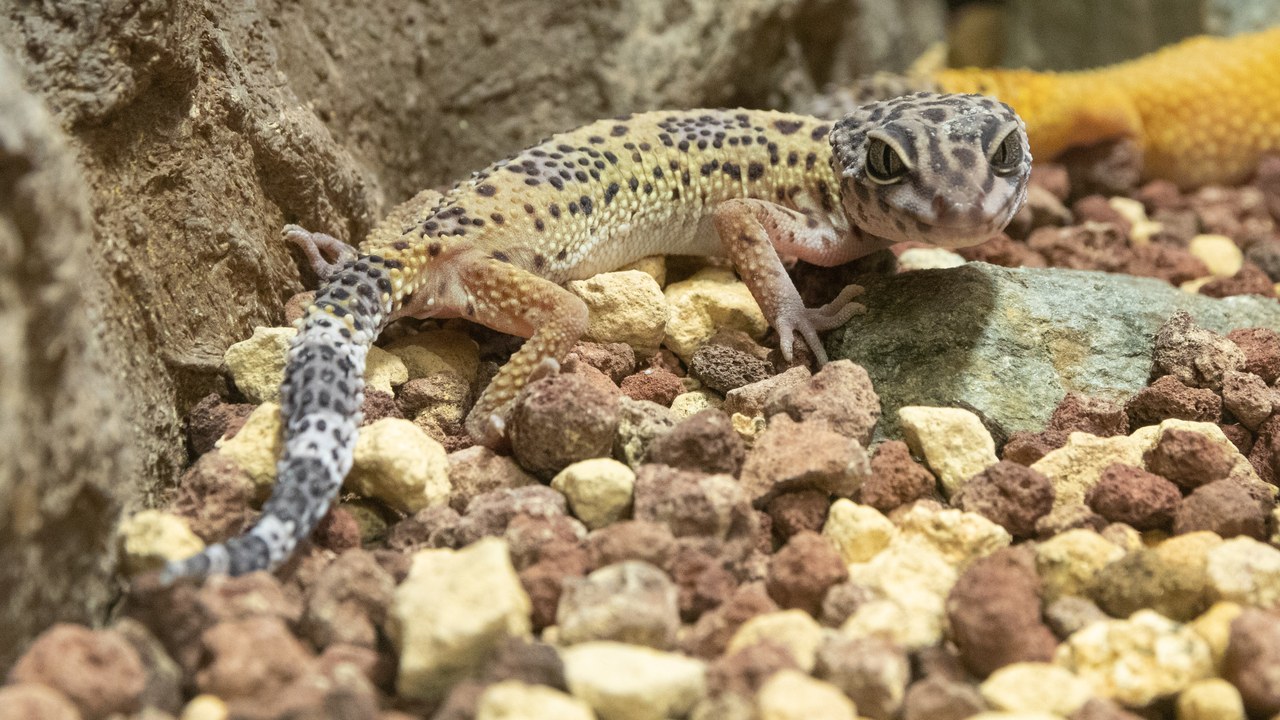 Leopard gecko — Image Credit: Σ64 - CC BY 4.0/Wiki Commons