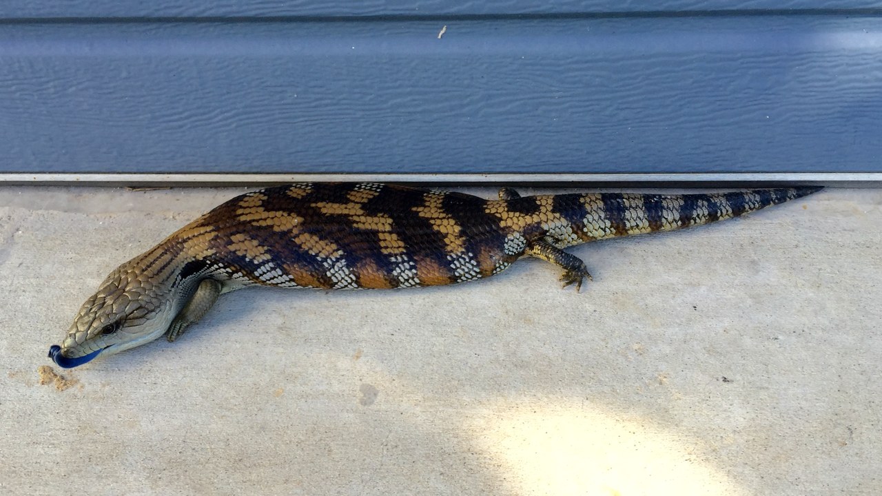 Blue-tongued skink — Image Credit: Kgbo - CC BY-SA 4.0/Wiki Commons
