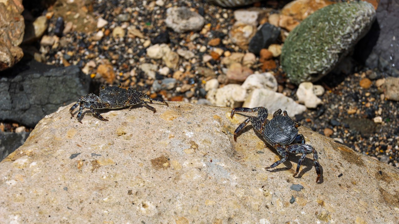 Sally Lightfoot crab — Image Credit: Ligocsicnarf89 - CC BY-SA 4.0/Wiki Commons