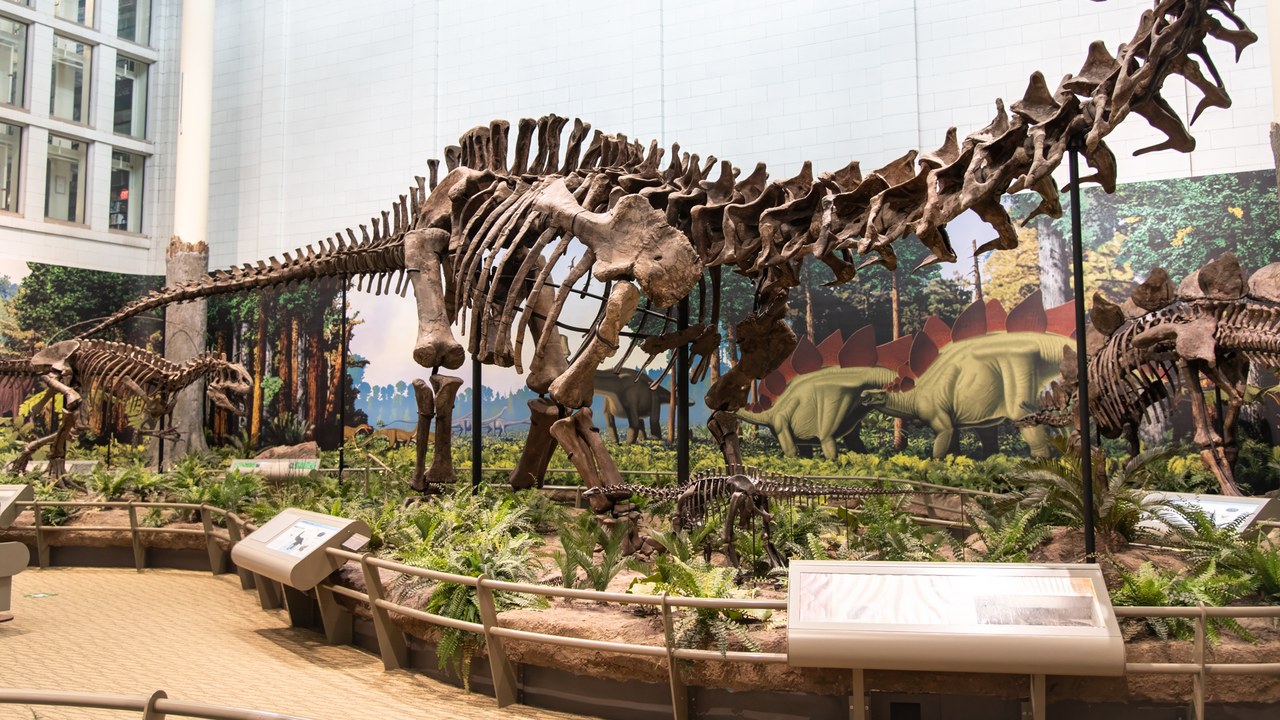 Apatosaurus — Image Credit: AbstractionBlue - CC BY-SA 4.0/Wiki Commons