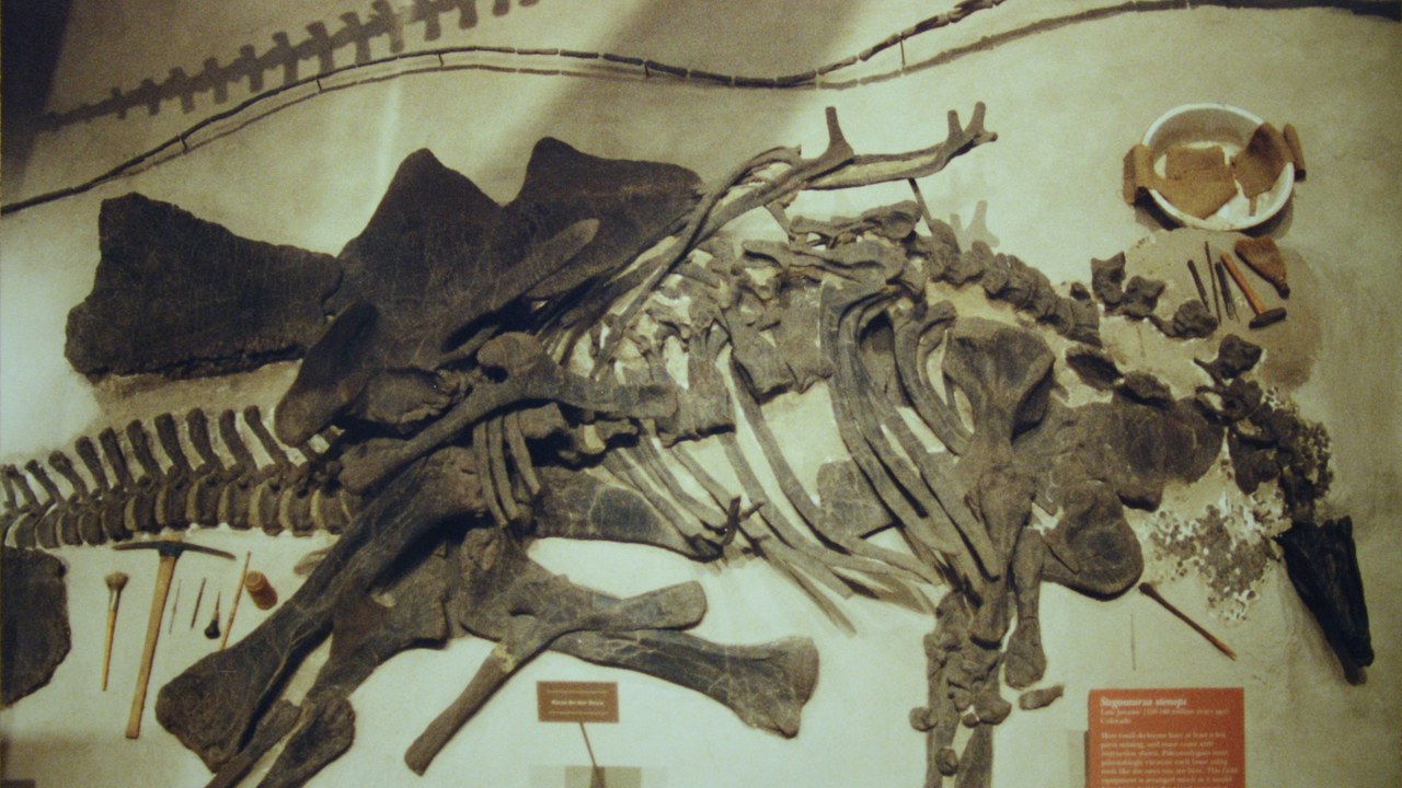 Stegosaurus — Image Credit: Gary Todd from Xinzheng, China - CC0/Wiki Commons