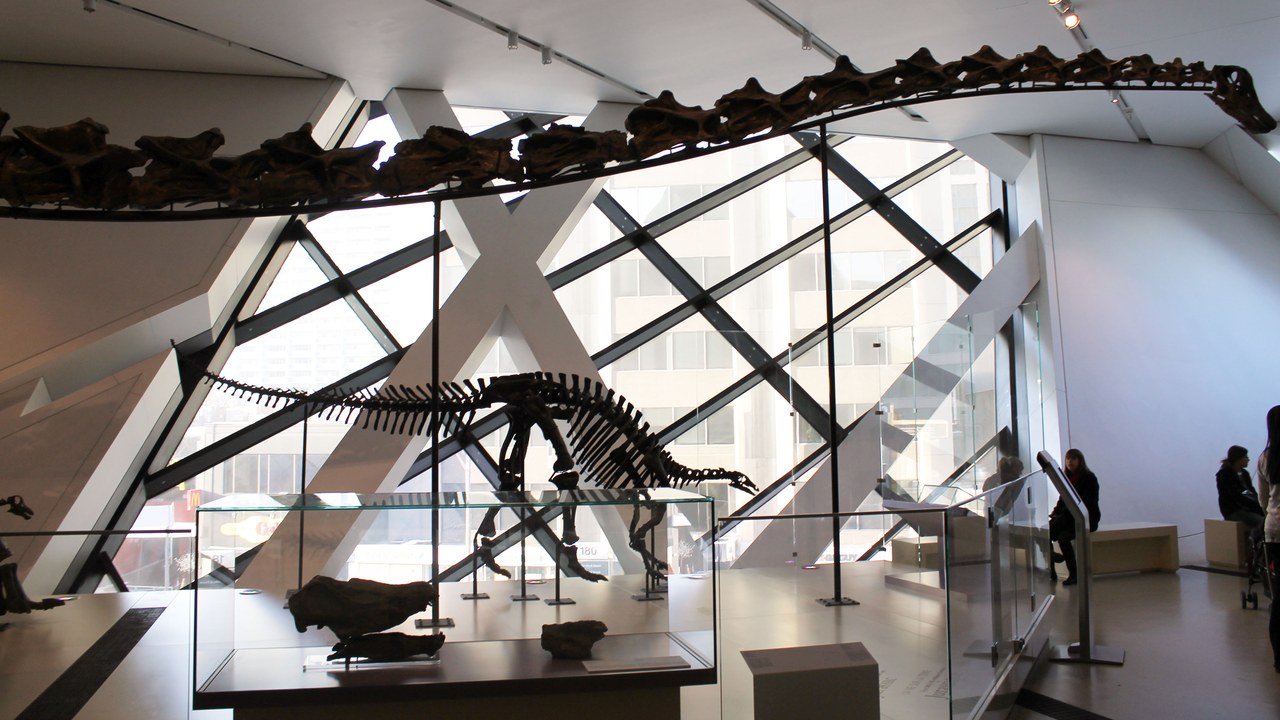 Barosaurus — Image Credit: Stacie DaPonte from Toronto, ON, Canada - CC BY-SA 2.0/Wiki Commons
