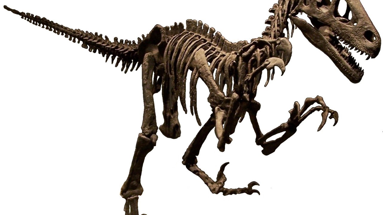 Utahraptor — Image Credit: Zach Tirrell - CC BY-SA 2.0/Wiki Commons