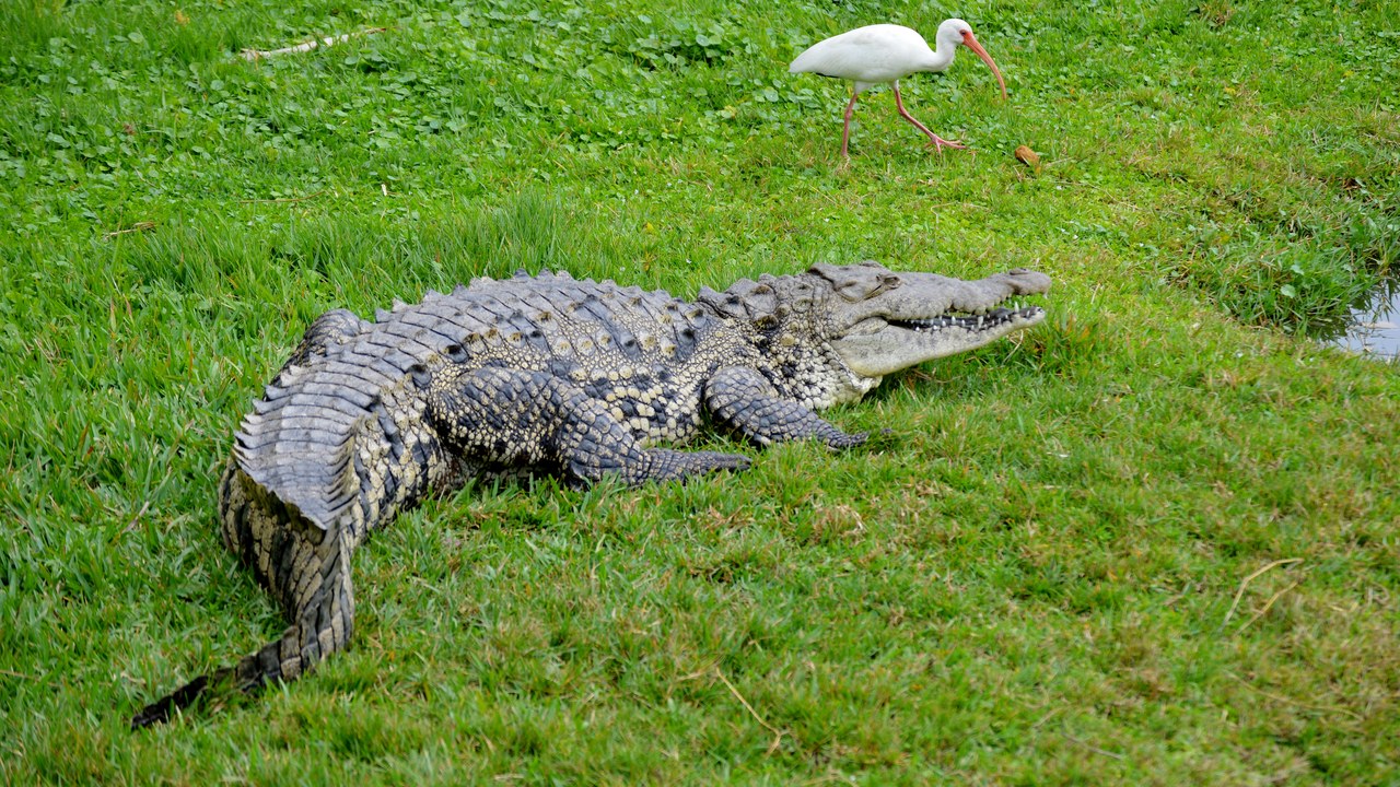 American crocodile — Image Credit: Agsftw - CC BY-SA 3.0/Wiki Commons