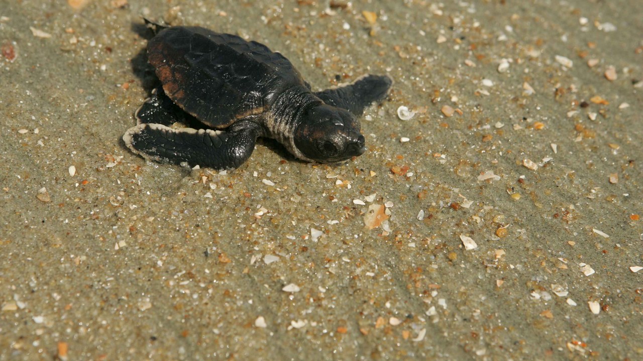Loggerhead sea turtle — Image Credit: Hillebrand Steve, U.S. Fish and Wildlife Service - Public domain/Wiki Commons