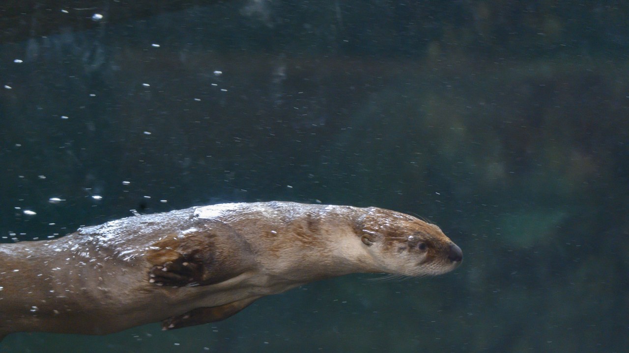 North American river otter — Image Credit: lwolfartist - CC BY 2.0/Wiki Commons