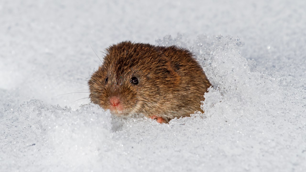Voles — Image Credit: Chuck Homler d/b/a Focus On Wildlife - CC BY-SA 4.0/Wiki Commons